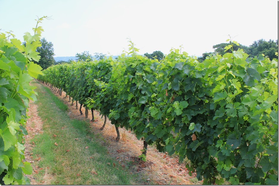 Vineyards in Buzet