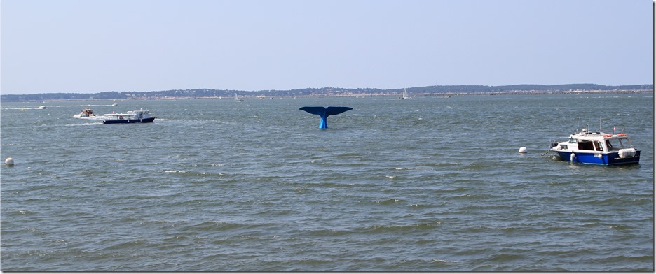 A bluewhale in Arachon :)