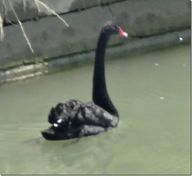 Black swan on the Garonne